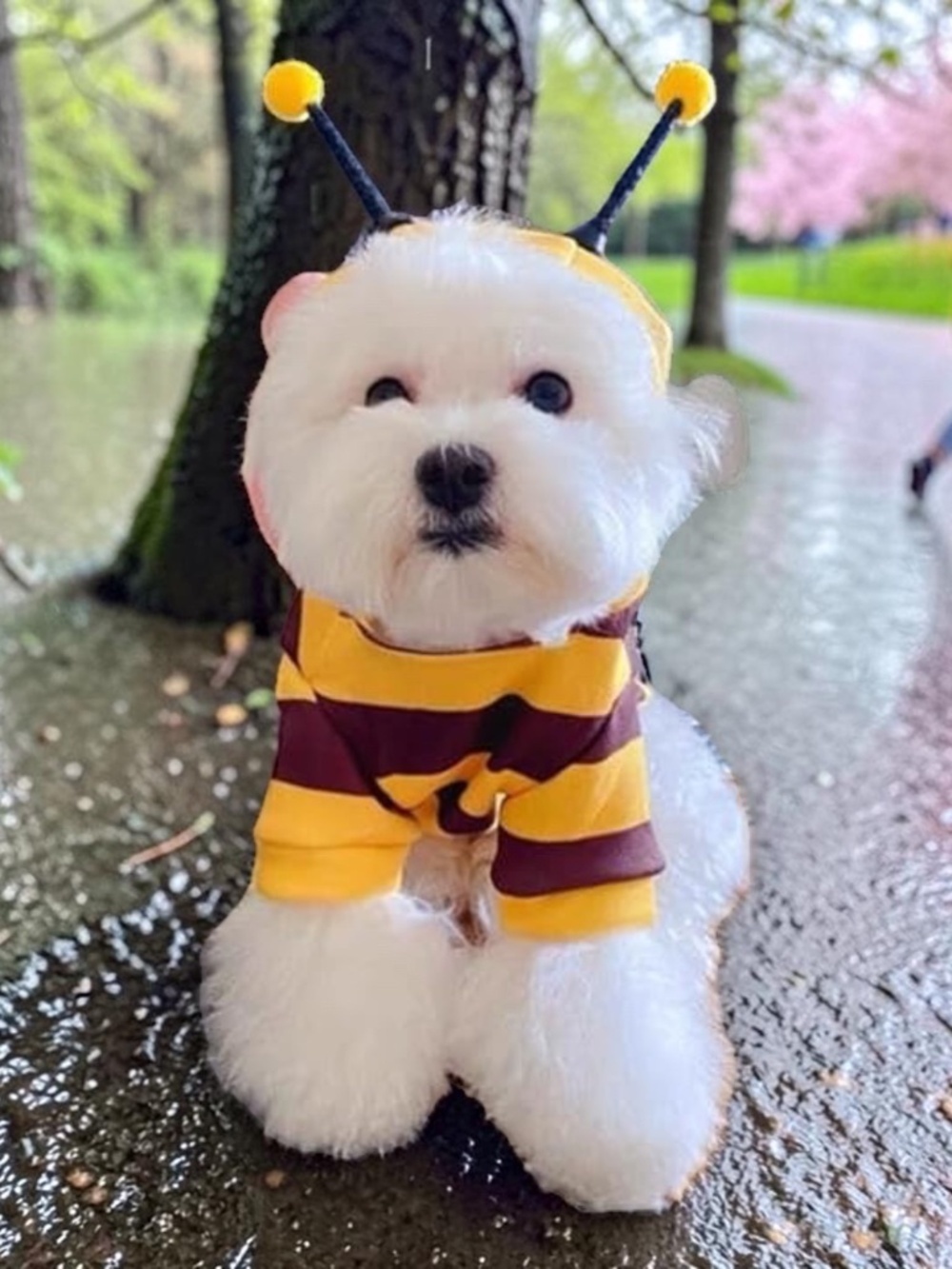 Dog Bee Costume Hoodie Medium Cute Pet Cosplay Outfit NWOT